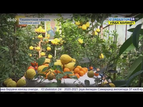 Video: Citrus Exocortis nima: tsitrus daraxtlarida scalybutt kasalligini qanday davolash mumkin