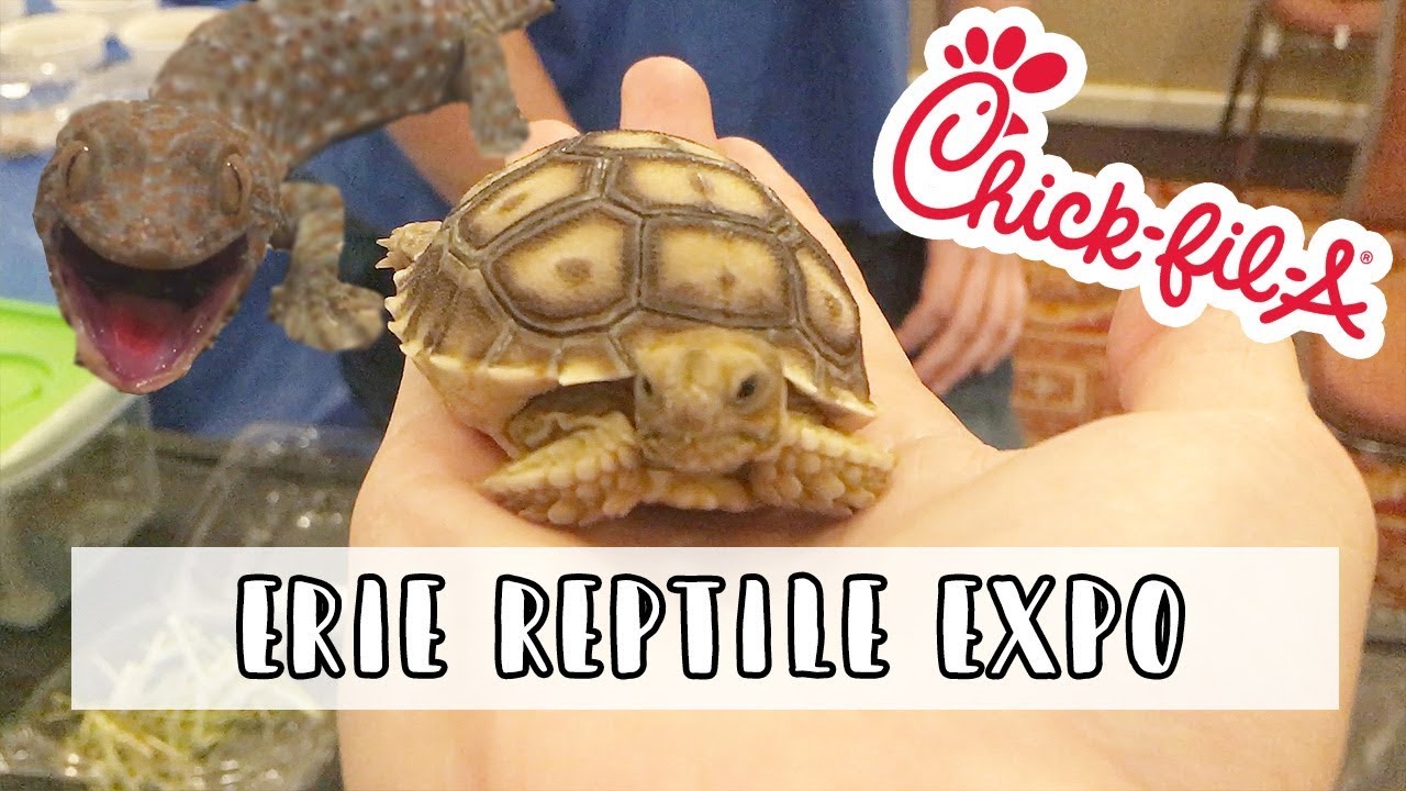 Erie Reptile Expo Vlog (And ChickfilA !!!!) YouTube