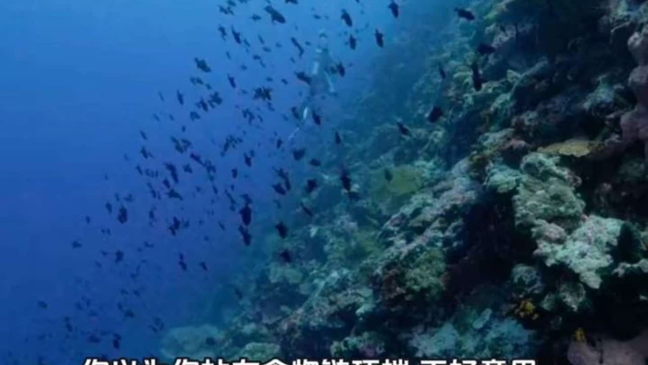 你以为你站在食物链顶端 不好意思 你只是个幸存者 幸存者 统治海洋近2,000万年 24米长94吨重 科学家研究了150年 2025年才发现 连它长啥样都猜错了 它的身体像子弹 在海里追着鲸鱼跑 一