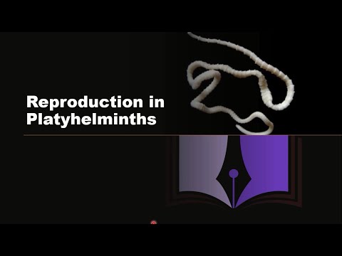 Видео: Где встречаются платигельминты типа platyhelminthes?