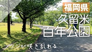 【福岡】久留米｜後編「大砲ラーメン本店」に潜入！百年公園のツツジがキレイ。