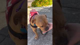 Video of adoptable pet named Chai