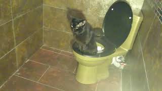 Cat is SH000TING like a PRO 🚽
