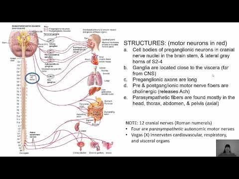 Autonomic Nervous System Chapter 15 - YouTube