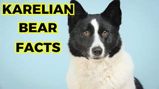 Karelian Bear Dog - Top 10 Facts You must Know by Jungle Junction 97 views 1 month ago 11 minutes, 25 seconds