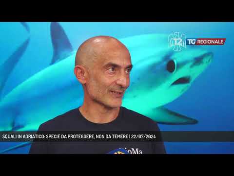 SQUALI IN ADRIATICO: SPECIE DA PROTEGGERE, NON DA TEMERE | 22/07/2024