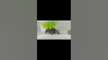 #music #unstoppable #challenge #artist #song #blueturtle #turtle #turtlewatching #shortsviral #pets