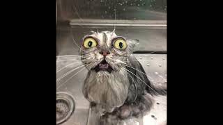 1 Hour of silence Occasionally broken by a cat meowing