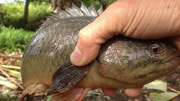 Câu cá rô đồng khổng lồ quấn ổ giật mỏi tay | bài mồi câu cá rô đồng quá nhạy