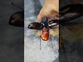 飛ぶコーカサスオオカブト Flying Caucasus Beetle #カブトムシ #ムシキング #甲虫王者ムシキング