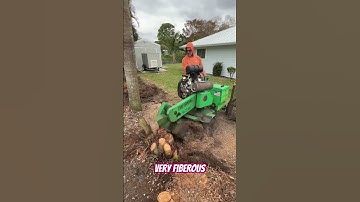 What it looks like to Grind Areca Palm Stump #howto #lawnmaintenance #diy #yardwork #lawncare #dirty