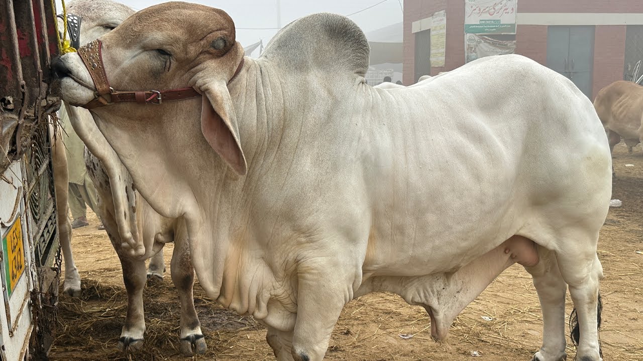 Dhund Ki Wash Say Multan Mandi Main Mall Bht Kam Aya 