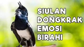 Download lagu TERAPI KACER GACOR DONGKRAK EMOSI DAN BIRAHI LAWAN, JOSS CEPAT GACOR BONGKAR ISIAN