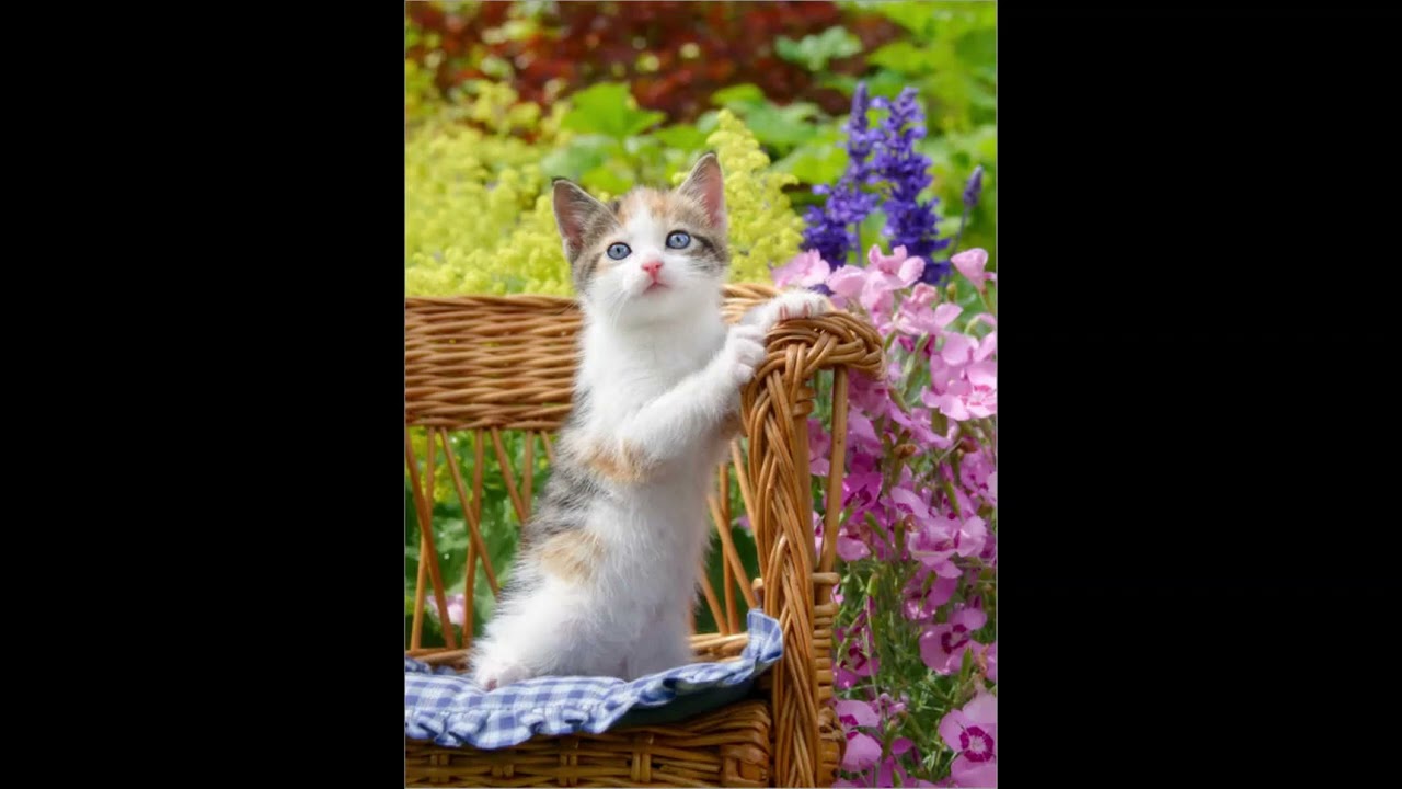 With Confidence - Voldemort (slowed + reverb)