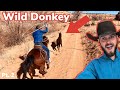 Roping Wild Burros On Navajo Reservation: [pt. 2] Vlog #33