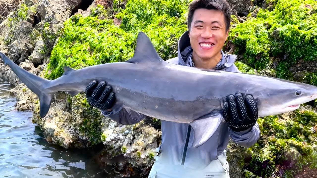 阿甘用100块猪心喂出“夺食狂潮”，下一秒竟钓到巨物黑鳍鲨！【阿甘阿甘大海抽干】