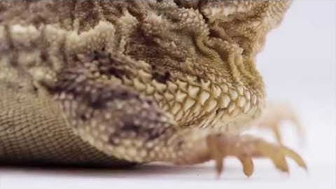 TCU Football 2016 Intro Video