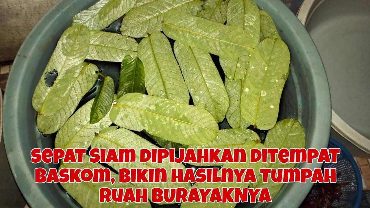 PEMIJAHAN SEPAT SIAM, DITEMPAT SUPER SEMPIT, BURAYAKNYA SUPER BANYAK JADINYA!!!