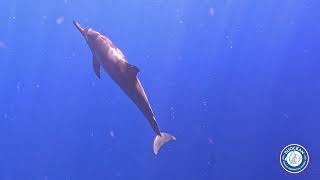 obs bell'ile 2 mars 7h15 aduncus en surface ouis longs becs