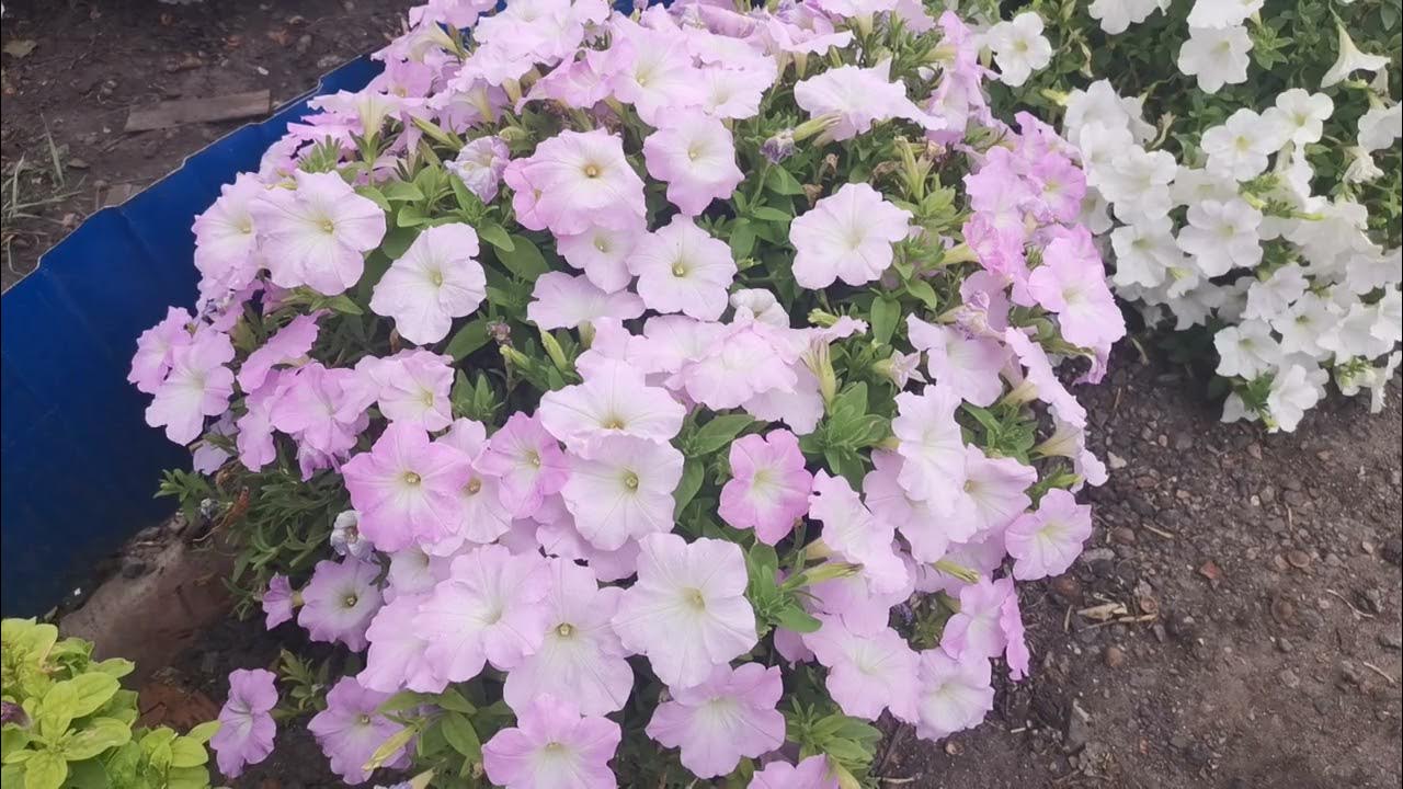 Петуния серия "Трилоджи" гибридная, Обильный Шар Цветов - YouTube