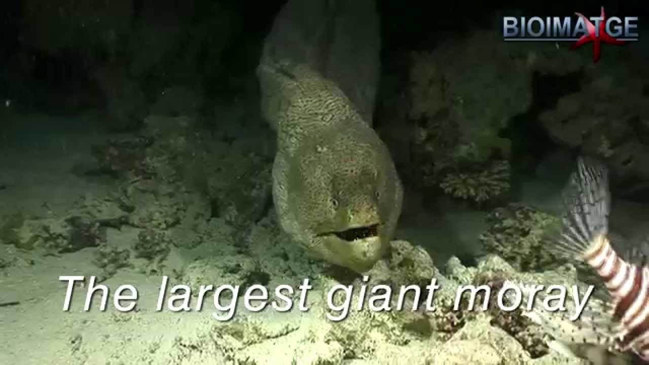 La morena gigante más grande. The largest giant moray - YouTube