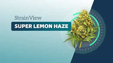 Super Lemon Haze - Strainview