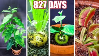 Plant Growing Time Lapse Compilation 827 Days In 8 Minutes