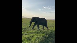 Elephant Footage from Tarangire National Park
