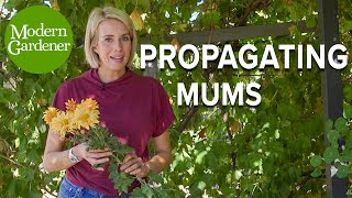 How to Propagate Mums from Cuttings