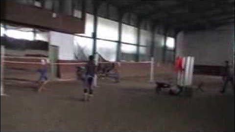 *SOLD* 4 y.o. mare Carolus I x Markies (Guidam)