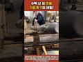 수백 년 된 전통 기름 짜기의 비밀! 경이로운 전통 착유기 #전통기름 #전통방식 #통나무착유