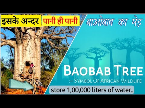 वीडियो: बाओबाब के पेड़ के फूल - बाओबाब के फूल कब खुलते हैं और बाओबाब के अन्य पेड़ तथ्य