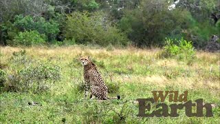 WildEarth  - Sunset Safari -  11 July 2020