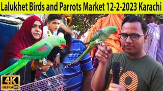 Lalukhet Exotic Birds Parrots and Hen Rooster Market 12-2-23 Karachi | Rare and Unique Birds Parrots