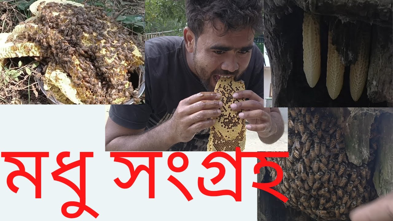 ক্ষুদে মৌমাছির 🐝 চাক থেকে মধু সংগ্রহ। Honey 🍯 harvesting from small bee.
