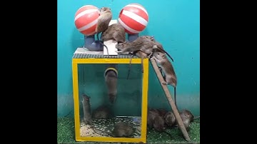 Bẫy Chuột Chế Kiểu Này OK #shorts