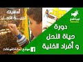 دورة حياة النحل و أفراد الخلية الحلقة 3 