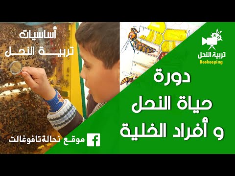 دورة حياة النحل و أفراد الخلية الحلقة 3