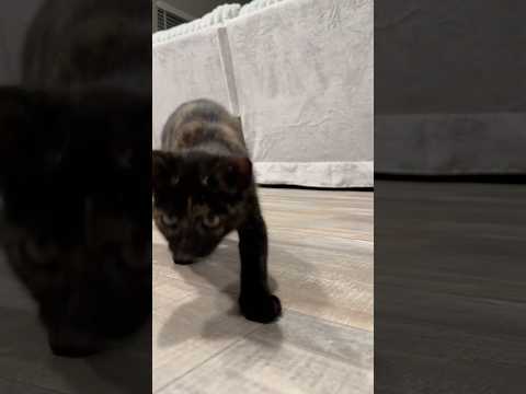 This kitten is an ASMRtists 🐱