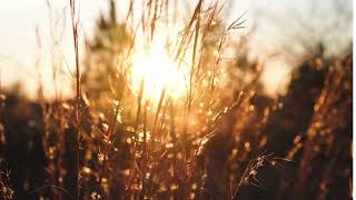 Lammas Lughnasadh - The first harvest