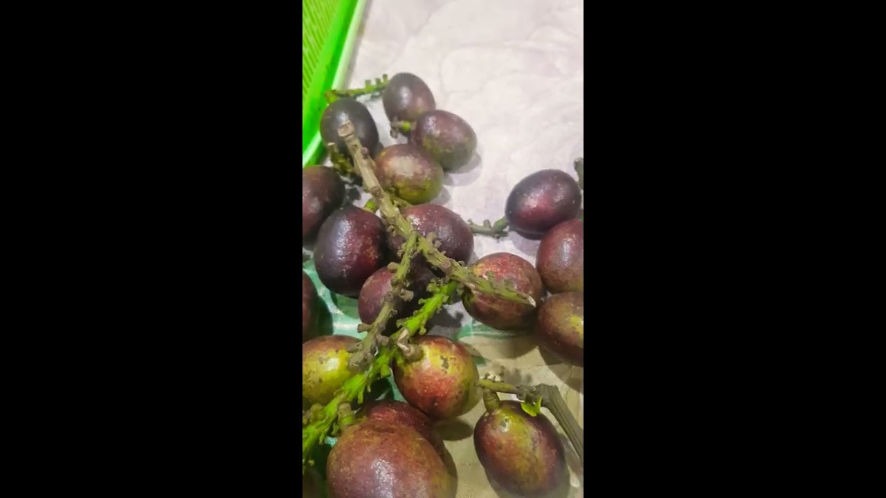 Buah Matoa. 