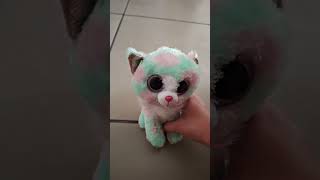 Gato fofo
