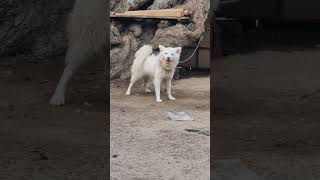 #funny #streetdog #humor #pritamff #pritamff #freefirelovers #pritamsongs #hindisong #ff #comedy
