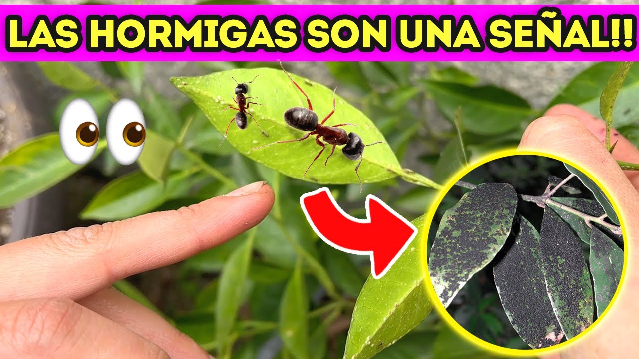 🥀 COMO QUITAR la NEGRILLA de las PLANTAS 🪴 ¡Así es como se ve!