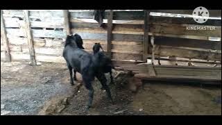 KAMBING JANTAN HABIS MINUM JAMU KUAT KAWIN 🐏🐏🐏🐑🐑🐑🐑🐑 DIMUSIM HUJAN