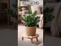 el #secreto para que tu #samioculca #crezca #gigante y #hermosa