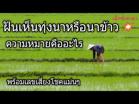 เอ็กซ์เทวดา#ฝันเกี่ยวกับทุ่งนาความหมายคืออะไรตัวเลขเสี่ยงโชคมีกี่ตัว