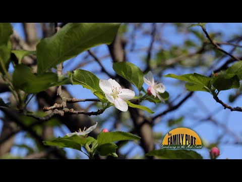Video: Prečo padajú jablká zo stromu – zistite, ako predčasne padajú jablká