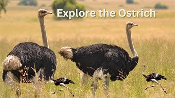 Ostrich Gives the Performance of His Life | The Mating Game | BBC Earth#4kvideo #amazingfact#ostrich