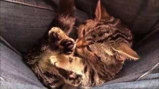 脚の中で寝ちゃった子猫が可愛すぎた件